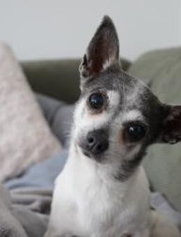 Meti - Chihuahuadame sucht Körbchen - Chemnitz