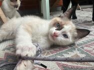 Katzen Babys kitten snowshoe mix - Viersen
