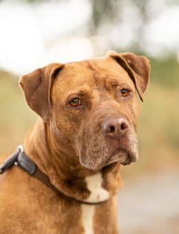 Renatta - Hemmoor