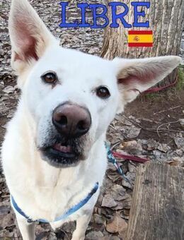 Libre - ruhig und lernwillig - Heppenheim (Bergstraße)