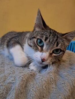 Kätzin Joyce sucht sicheres Zuhause - Bad Camberg