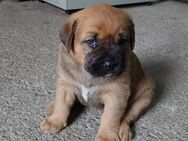 Süße Bernhardiner-Labrador Welpen - Günstedt