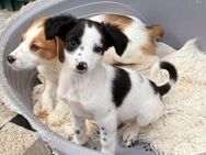 KIRA - hübsche kleine Welpenhündin - Velbert