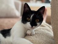 Die süße Felia sucht ein liebevolles Zuhause mit Freigang - Augsburg