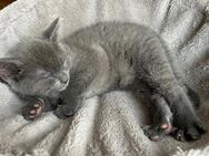Graues Katzenbaby / Kitten sucht ein Zuhause - Schwaigern