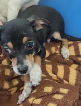 Hundejunge Pixy sucht sein Glück - Heinsberg