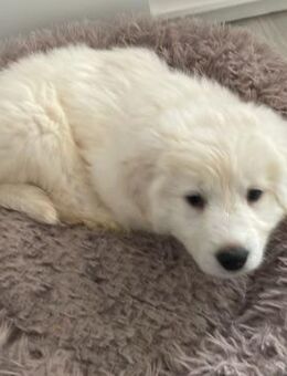 Mary - wunderschönes Hundemädchen - Velbert