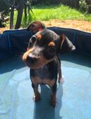 Reinrassige Zwergpinscher / Rehpinscher Welpen in 56269
