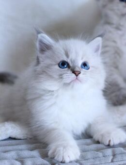 Wunderschöne Masquarade Kitten mit Stammbaum - Auerbach (Vogtland)