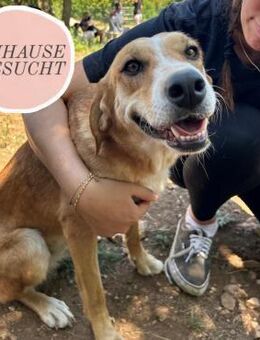 Zarte SANJA sucht Für-Immer-Zuhause❤️ - Saarbrücken