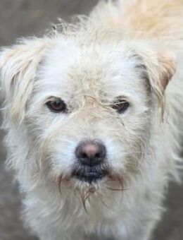 Jimmie - kleiner Wuschel sucht Zuhause - Hausen (Würzburg)