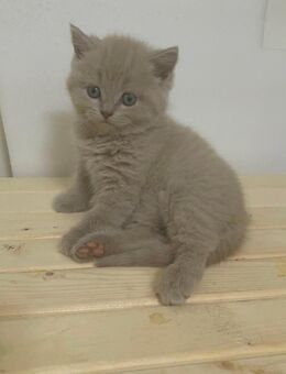 Zuckersüße BKH Kitten *nur noch 2 Mädchen da* - Pinneberg