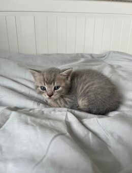 Bkh Kitten Junge - Detmold