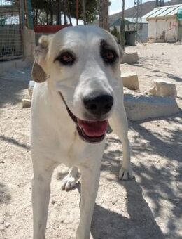 NEIX sucht ein schönes Zuhause! - Geilenkirchen