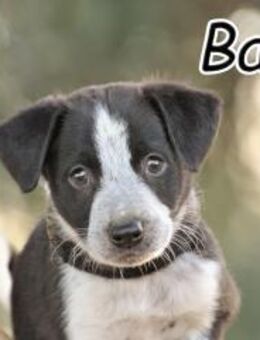 Bablo möchte sich vorstellen🐾 - Essingen (Rheinland-Pfalz)