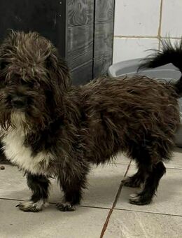 Mini Junghund Casimir - Koblenz