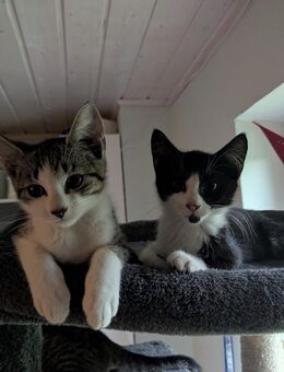 Junge Katzenkinder zucken ein liebes zu Hause - Dresden