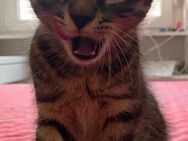 Main coon x Bengal Mix Kitten - Koblenz