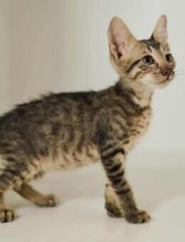 Mecki, liebevolles Energiebündel, ca. 5M - Vaterstetten