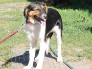 Amy - wo darf ich Zuhause sein? - Elmshorn