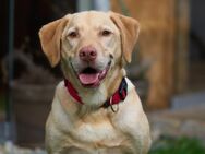 Leonell - Labrador - 6 Jahre - Tierhilfe Franken e.V. - Lauf (Pegnitz) Zentrum