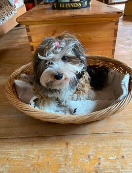 Havaneser Welpen - Angermünde