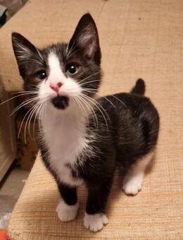 Süßer kleiner Kater Maxi - Augsburg