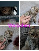 BKH Kätzchen/ Kitten in 31228