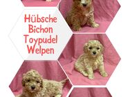 Zuckersüße Bichon Frisé–Toypudel Welpen – Allergikerfreundlich & Familienlieb! 🐾 Zwei Rüden suchen noch ihr Traumzuhause! - Magdeburg