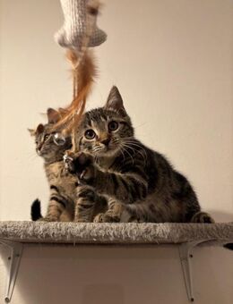 Zwei süße Kitten abzugeben - Berlin