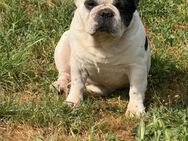 Ingo sucht Körbchen .. - Frankfurt (Main)