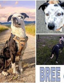 BREE -Traum von Hund- - Duisburg