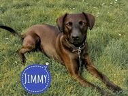 Jimmy braucht ein neues Zuhause - Flörsheim-Dalsheim