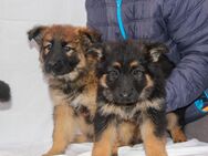 Deutsche Schäferhund Welpen (lsth.) m. Pap. – LIVE-CAM ! - Ehrenfriedersdorf Zentrum