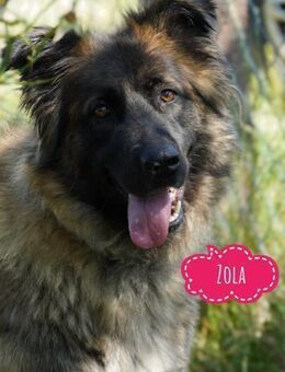 Zola eine besondere Hündin - Flörsheim-Dalsheim