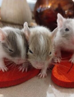 3 niedliche weibliche Degu Kids,Sand-Schokoschecke(1xmit großen Patch) suchen First Class Hotel! - Hille