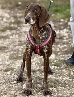 Deutsch Kurzhaar FREDERiCA ❤️ - Mylau