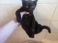 Katzen Weibchen Hauskatze - Saarbrücken