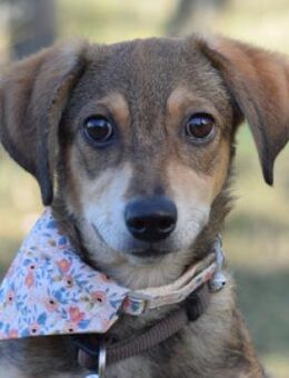 Biene - lieb & etwas schüchtern - Lohmar