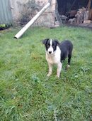 Border Collie Welpen in 03238