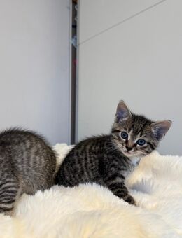 Weibliche Babykatze /kitten - Swisttal