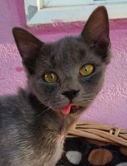 Junger, süßer Kater Tom - Karlsruhe