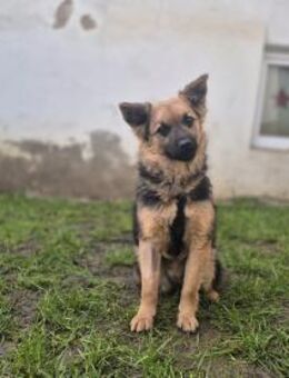 Hillary - sportliche Familienhündin - Schlitz