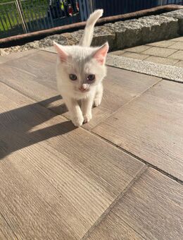 Weiße BKH mix Kitten Kater Katzenbabys zu verkaufen - Hofstetten (Baden-Württemberg)