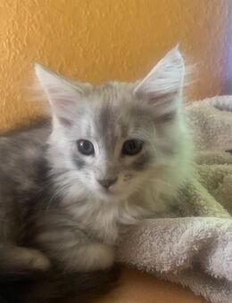 Main Coon Kitten reinrassig - Duisburg