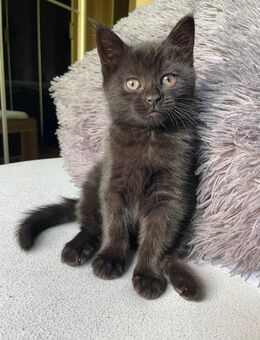 BKH -Mix Kitten 2x weibl. 7 Monate auch einzeln abgabebereit - Kamp-Lintfort