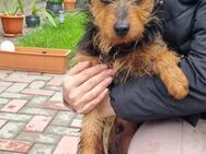 🩵Willy kleiner 1-jähriger Terrier - Kassel