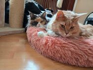 Maine Coon - Immendingen