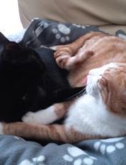 Simba und Coco in /bei FFM ALO) - Geisenheim