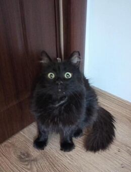 🖤Sanfter Kater Blacky🖤 - Eislingen (Fils)